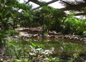 Florasevilla5