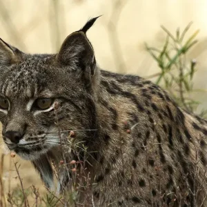 Excursion to Doñana from Seville