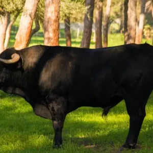 Andalusian Brave Bulls